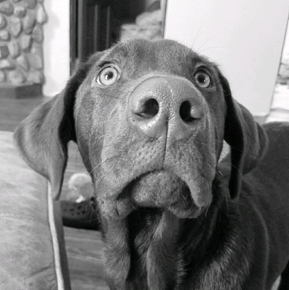 Meet your Posher, Syd - Picture 1 of 1